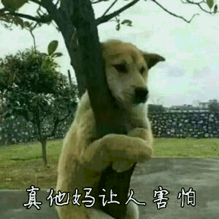 乖巧-斗图表情包-斗图神器-adoutu.com
