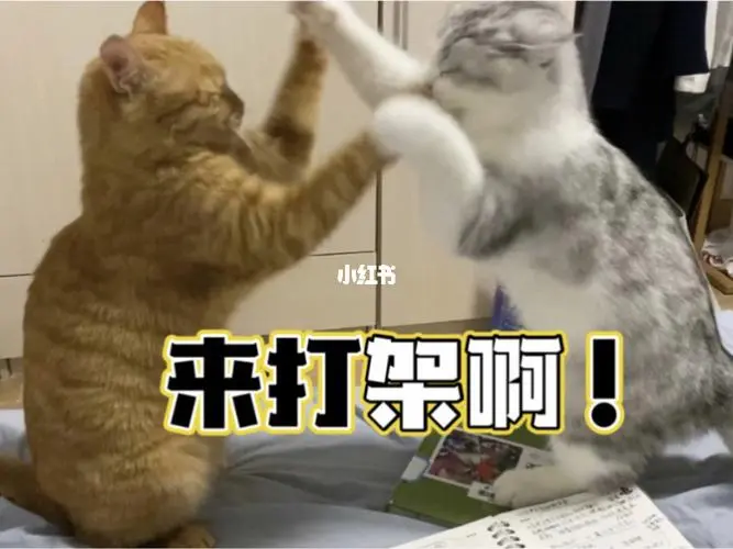 猫咪打架名场面