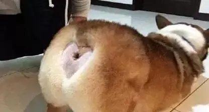 我有一个大胆的想法是什么意思什么梗?我有一个无耻又大胆的想法
