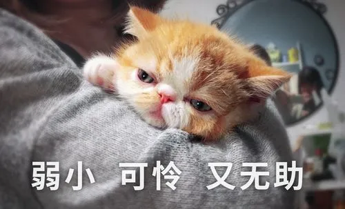 弱小可怜无辜又无助