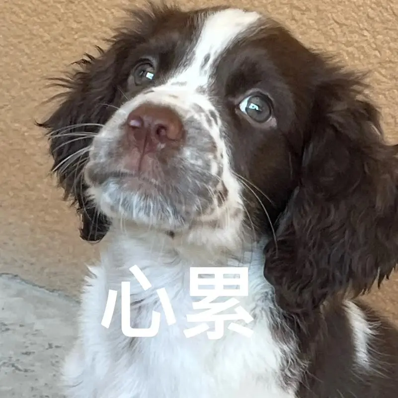 这我的小狗快看啊#史宾格狗子表情包-抖音