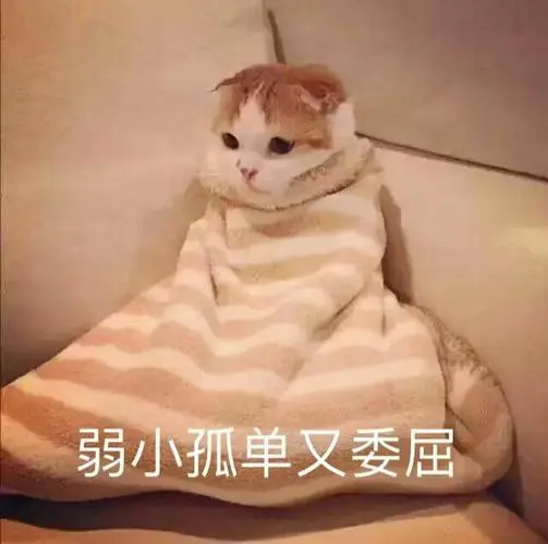 萌宠猫星人弱小可怜委屈呆萌可爱gif动图_动态图_表情包下载_soogif