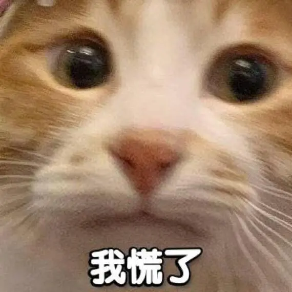 萌宠喵星人我慌了害怕呆萌可爱gif动图_动态图_表情包下载_soogif