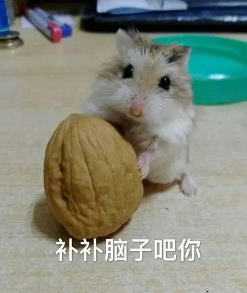 补补脑吧你小仓鼠可爱核桃gif动图_动态图_表情包下载_soogif