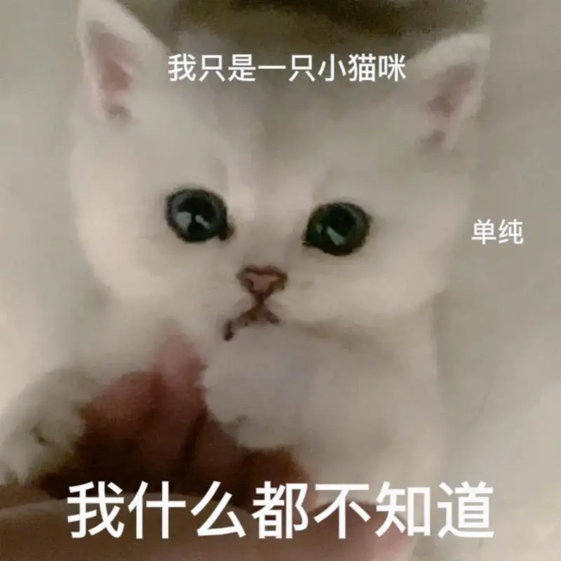 猫咪表情包#小奶猫-抖音