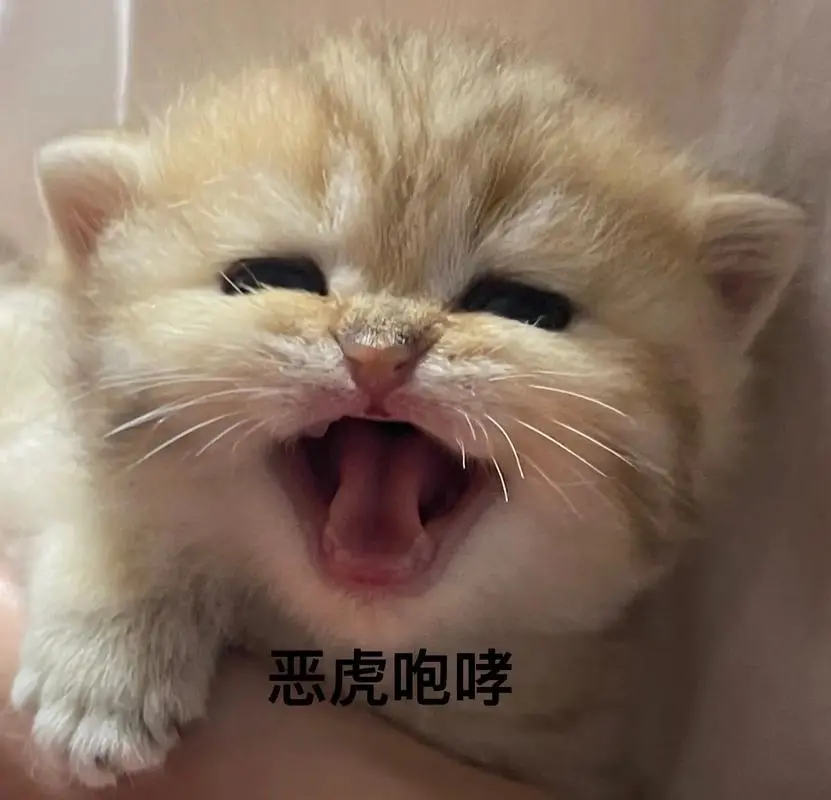今日份高质量表情包#猫咪#谁能拒绝傻憨憨的小猫咪#猫咪表-抖音