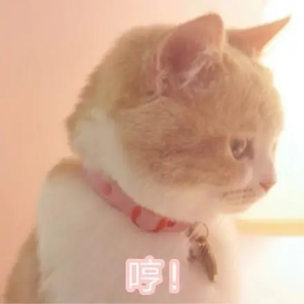 哼!生气-撒娇专用猫咪表情包_猫咪表情