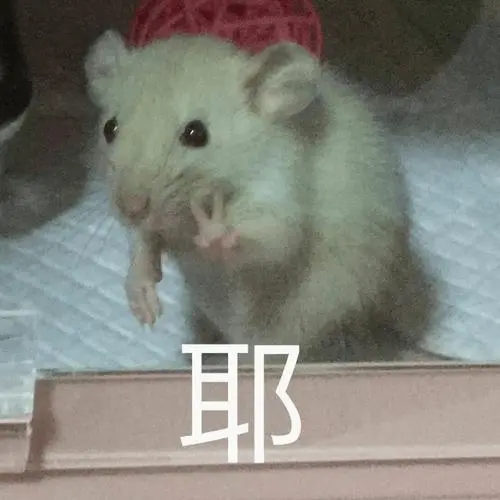 做一个安静的小偷仓鼠管家萌化斗图斗图表情