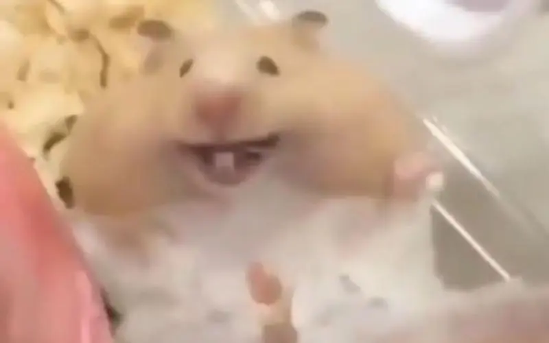 一只快乐到极限的小仓鼠,看我笑的开心不