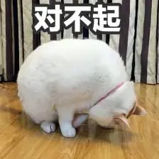 猫表情包对不起