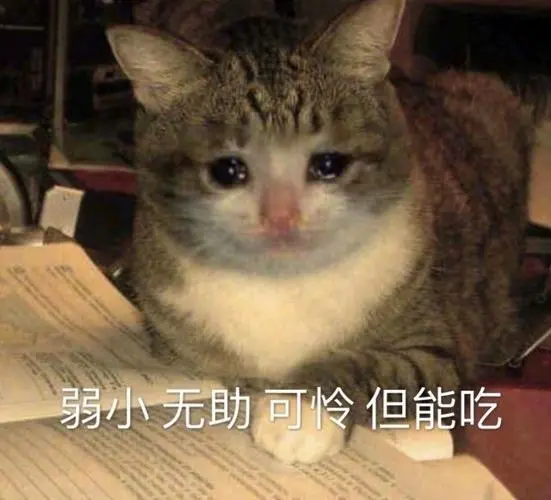 萌宠猫星人弱小可怜又无助呆萌可爱gif动图_动态图_表情包下载_soogif