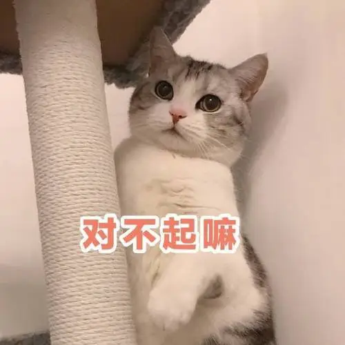 萌宠gif猫星人gif对不起啊gif道歉gif呆萌gif可爱gif
