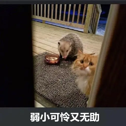 弱小可怜又无助橘猫被竹鼠抢食系列