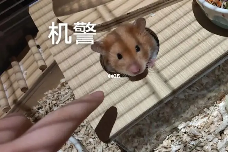 仓鼠表情包