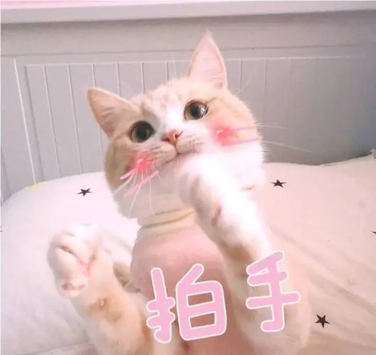 萌宠喵星人拍手鼓掌呆萌可爱gif动图_动态图_表情包下载_soogif