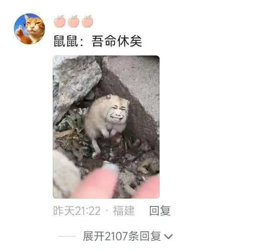 被一只仓鼠的表情可怜到了#啊啊啊啊真害怕它下一秒哭出声