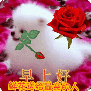 不用打字就可以聊天的早上好图片创意好看的早安问候动画表情图片
