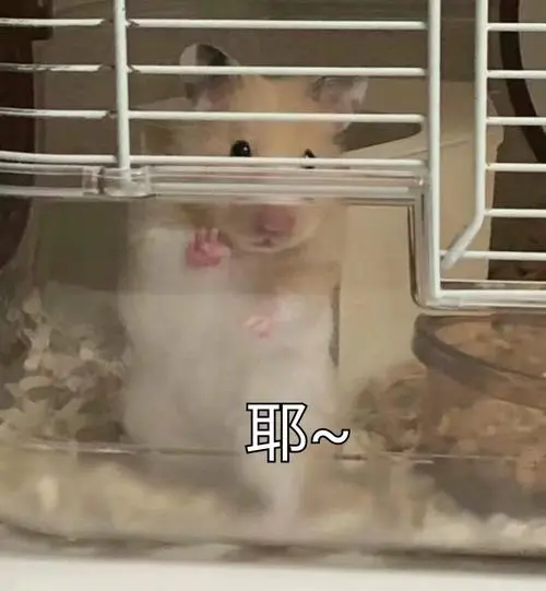 耶~-一波仓鼠的表情包_仓鼠表情