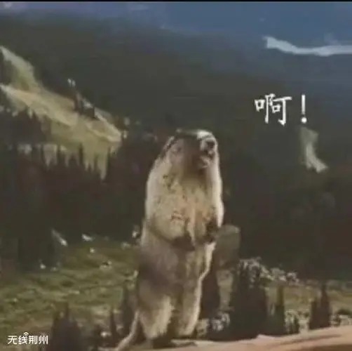 土拨鼠尖叫
