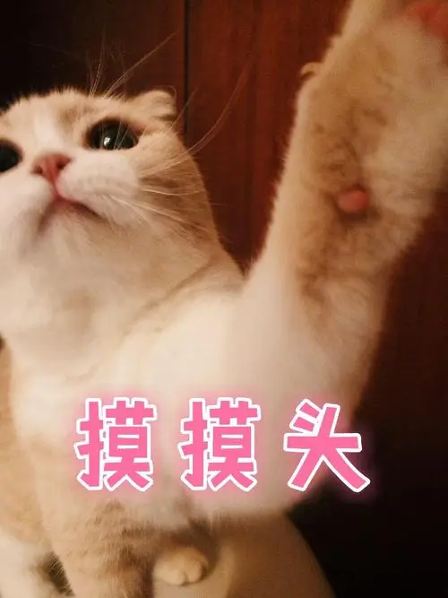 摸摸头-一只可爱猫咪表情包
