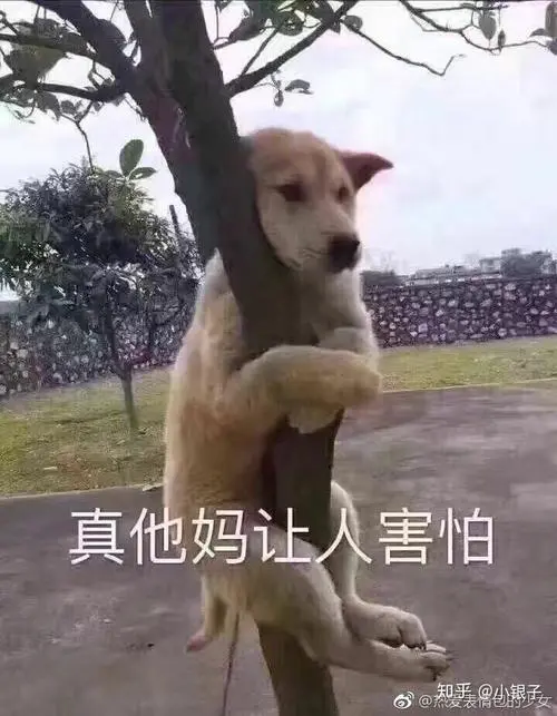 小猫害怕表情包制作聊天图片表情
