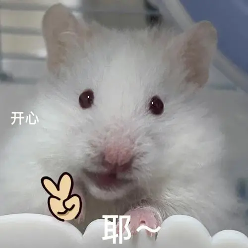 仓鼠表情包汤圆弟弟的表情包