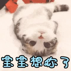 萌宠表情萌娃表情斗图表情锦鲤土味语录套路图来自:soogif应用