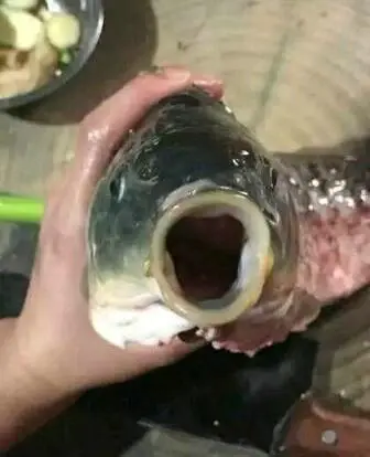 看到这个鱼嘴以后,我有一个大胆的想法浮现在脑海之中,有没有很像某个