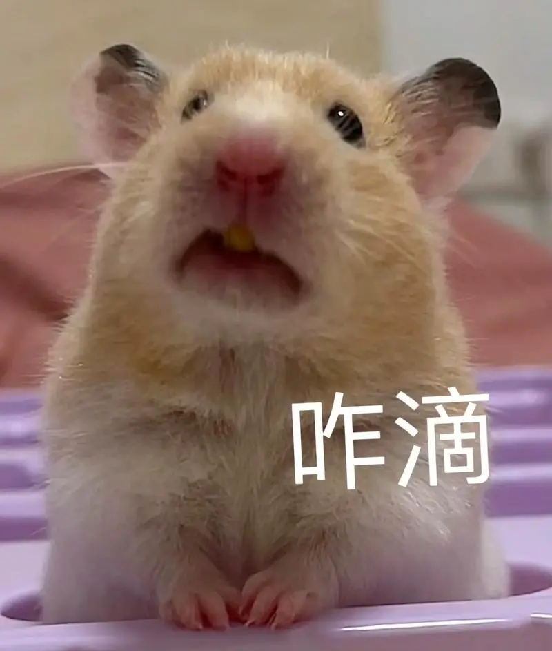 表情包~#金丝熊#养鼠日常分享#仓鼠91-抖音