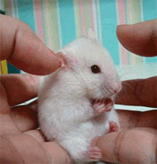 小仓鼠gif可爱gif白色gif惊讶gif