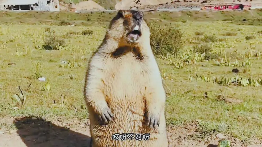 搞笑视频:这才是土拨鼠真正的呐喊声,有多少人被误导了