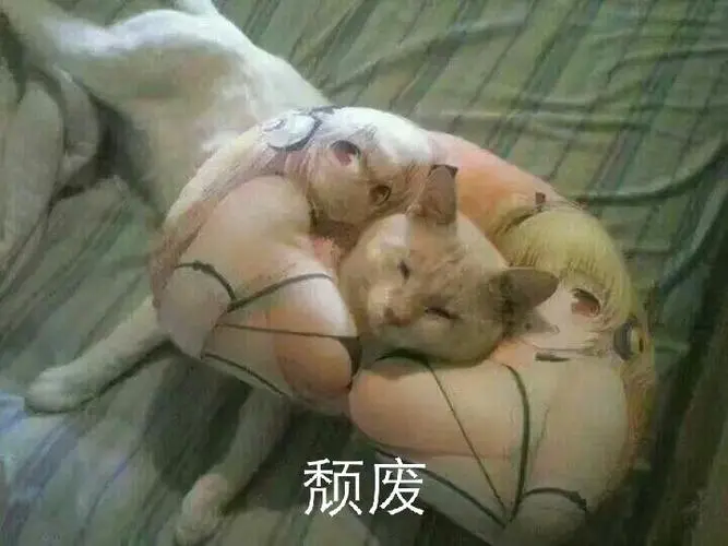 颓废小猫表情包-日常表情包