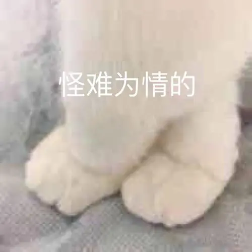 怪难为情的猫咪近期斗图表情包精选2019611斗图表情