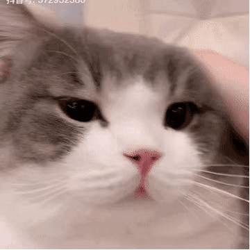 猫猫表情包gif动图揉你猫头摸头