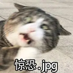 惊恐猫咪