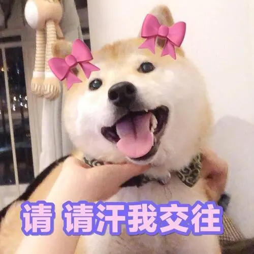 萌宠汪星人请和我交往和我交往好嘛呆萌可爱gif动图_动态图_表情包
