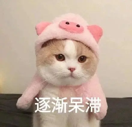 萌宠猫星人逐渐呆滞无奈呆萌可爱