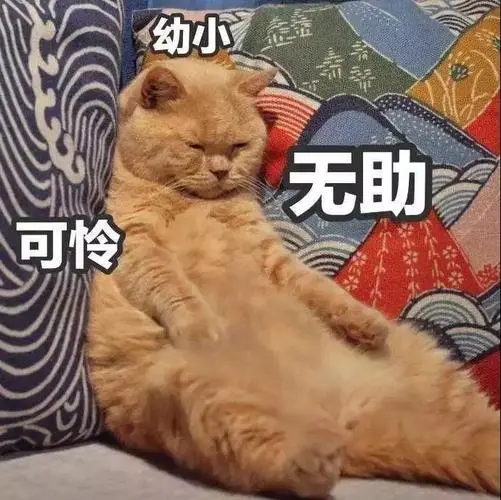 萌宠猫星人弱小无助呆萌可爱gif动图_动态图_表情包下载_soogif