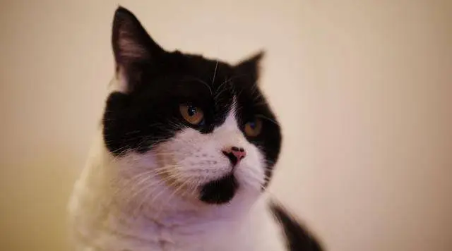 张大嘴巴的猫咪,看到它这表情,大家会想,这到底是看到什么了,这么恐怖
