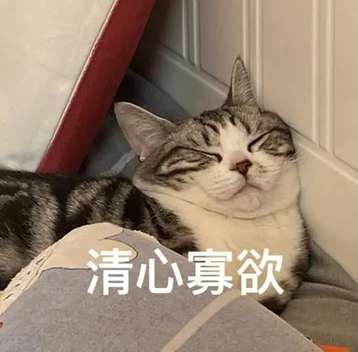 看我300块买来的小猫咪(美短起司加白猫)变成表情包好可爱哈哈哈