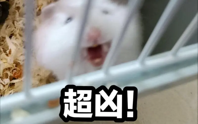 震惊!小小仓鼠居然凶凶作态!夺取未来女高音!(银狐)