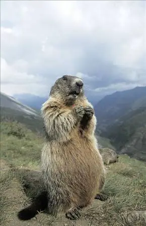 阿尔卑斯山土拨鼠