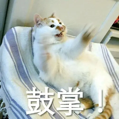 萌宠喵星人鼓掌开心搞怪逗gif动图_动态图_表情包下载_soogif
