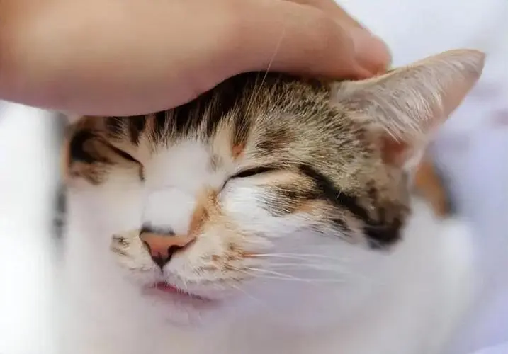 猫咪早上粘人一直叫,必须摸摸头是怎么回事?