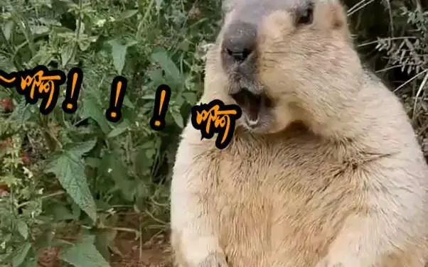 来,这样子啊一下!!!!(土拨鼠)_哔哩哔哩_bilibili