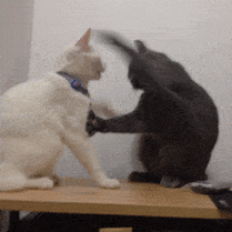 小猫咪项圈打架白毛gif动图_动态图_表情包下载_soogif