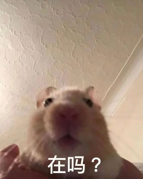 可可爱爱的仓鼠表情包!#仓鼠#金丝熊