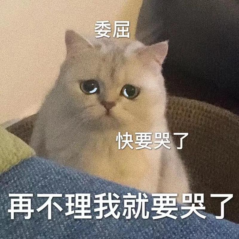 弱小可怜又无助猫猫表情包,在不理我我就哭哭了#表情包#-抖音