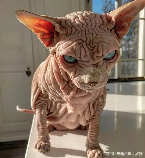 这只猫咪长相