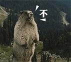 不-山鼠怒吼表情包(土拨鼠)_山鼠_吼_萌萌哒表情